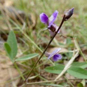 Glycine tabacina at Yass River, NSW - 3 Mar 2021 09:11 AM