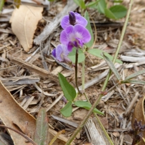 Glycine tabacina at Yass River, NSW - 3 Mar 2021 09:11 AM