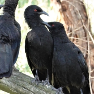 Corcorax melanorhamphos at Deakin, ACT - 4 Mar 2021