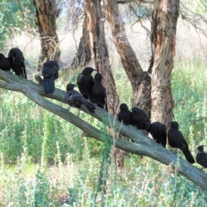 Corcorax melanorhamphos at Deakin, ACT - 4 Mar 2021