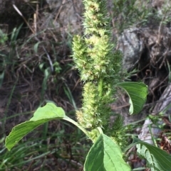 Amaranthus sp. (Amaranth) at Coree, ACT - 3 Mar 2021 by JaneR