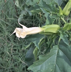 Datura stramonium (Common Thornapple) at Coree, ACT - 3 Mar 2021 by JaneR