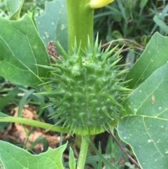 Datura stramonium at Coree, ACT - 3 Mar 2021