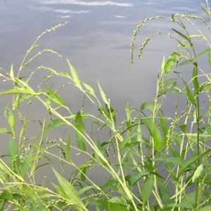 Persicaria hydropiper at Coree, ACT - 3 Mar 2021