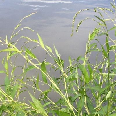 Persicaria hydropiper (Water Pepper) at Coree, ACT - 3 Mar 2021 by JaneR