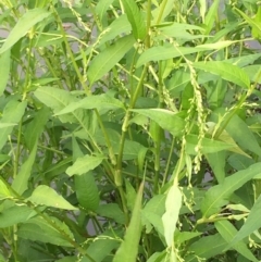 Persicaria hydropiper at Coree, ACT - 3 Mar 2021