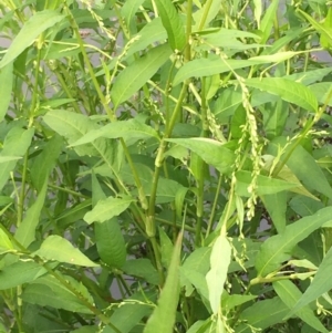 Persicaria hydropiper at Coree, ACT - 3 Mar 2021