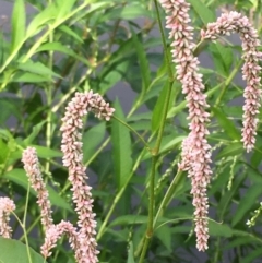 Persicaria lapathifolia (Pale Knotweed) at Coree, ACT - 3 Mar 2021 by JaneR