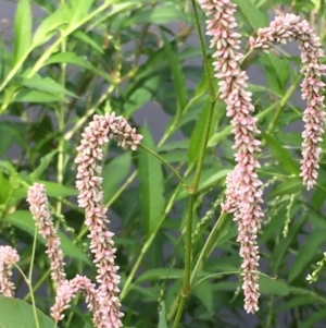 Persicaria lapathifolia at Coree, ACT - 3 Mar 2021