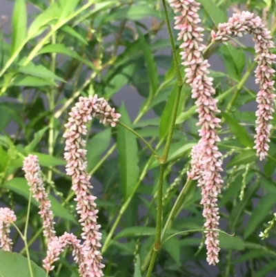 Persicaria lapathifolia (Pale Knotweed) at Coree, ACT - 3 Mar 2021 by JaneR