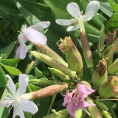 Saponaria officinalis (Soapwort, Bouncing Bet) at Coree, ACT - 3 Mar 2021 by JaneR