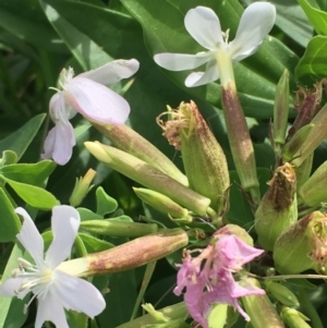 Saponaria officinalis at Coree, ACT - 3 Mar 2021 04:29 PM