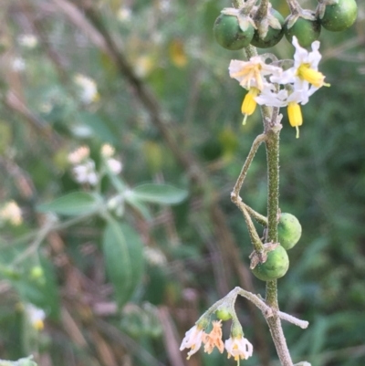 Solanum chenopodioides (Whitetip Nightshade) at Coree, ACT - 3 Mar 2021 by JaneR