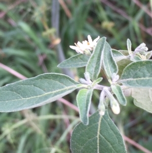 Solanum chenopodioides at Coree, ACT - 3 Mar 2021