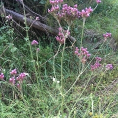 Verbena incompta (Purpletop) at Coree, ACT - 3 Mar 2021 by JaneR