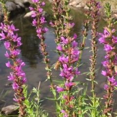 Lythrum salicaria (Purple Loosestrife) at Coree, ACT - 3 Mar 2021 by JaneR