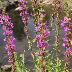 Lythrum salicaria at Coree, ACT - 3 Mar 2021