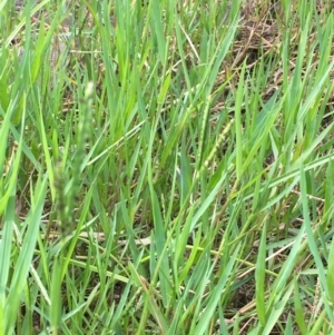 Paspalum distichum at Coree, ACT - 3 Mar 2021 05:14 PM