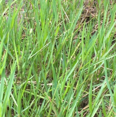 Paspalum distichum (Water Couch) at Swamp Creek - 3 Mar 2021 by JaneR