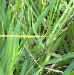 Paspalum distichum at Coree, ACT - 3 Mar 2021 05:14 PM