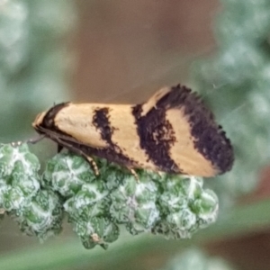 Olbonoma triptycha at Cook, ACT - 10 Feb 2021 08:27 AM