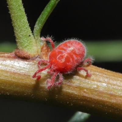 Trombidiidae (family) (Red velvet mite) at Downer, ACT - 3 Mar 2021 by TimL