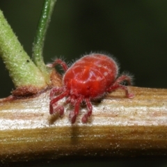 Trombidiidae (family) at Downer, ACT - 4 Mar 2021