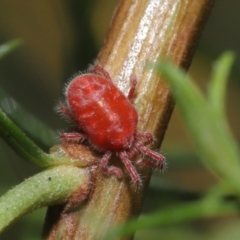 Trombidiidae (family) at Downer, ACT - 4 Mar 2021