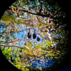 Pteropus poliocephalus (Grey-headed Flying-fox) at Albury - 4 Mar 2021 by alburycityenviros