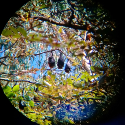 Pteropus poliocephalus (Grey-headed Flying-fox) at Albury - 4 Mar 2021 by alburycityenviros