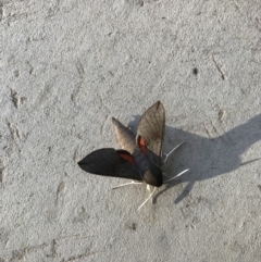 Hippotion scrofa (Coprosma Hawk Moth) at Watson, ACT - 4 Mar 2021 by Kassandra21