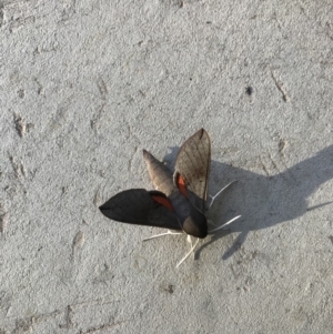 Hippotion scrofa at Watson, ACT - 5 Mar 2021