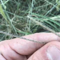 Chloris truncata at Hughes, ACT - 4 Mar 2021