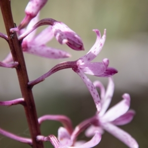 Dipodium roseum at Mount Clear, ACT - suppressed