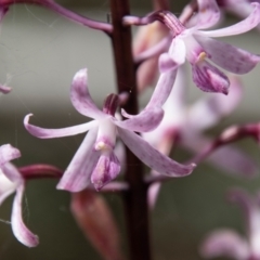 Dipodium roseum at Mount Clear, ACT - suppressed