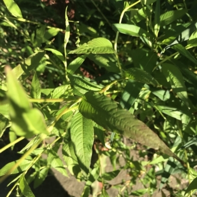 Persicaria hydropiper (Water Pepper) at City Renewal Authority Area - 5 Mar 2021 by Tapirlord