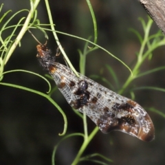 Periclystus circuiter (Angular Wing Antlion) at Downer, ACT - 26 Feb 2021 by TimL