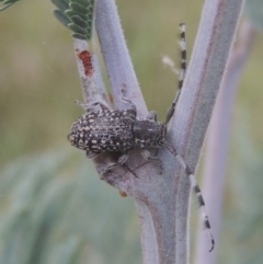 Ancita sp. (genus) (Longicorn or longhorn beetle) at Pine Island to Point Hut - 31 Jan 2021 by michaelb