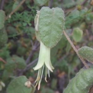 Correa reflexa var. reflexa at Greenway, ACT - 31 Jan 2021