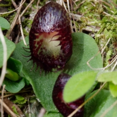 Corysanthes hispida (Bristly Helmet Orchid) at Paddys River, ACT by DPRees125