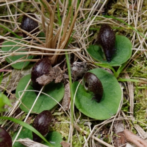 Corysanthes hispida at Paddys River, ACT - 4 Mar 2021