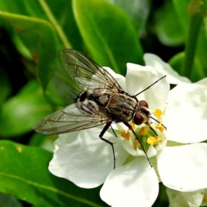 Tachinidae (family) at Crooked Corner, NSW - 3 Mar 2021