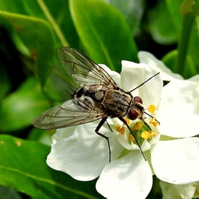 Tachinidae (family) (Unidentified Bristle fly) at Crooked Corner, NSW - 3 Mar 2021 by Milly