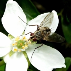 Tachinidae (family) at Crooked Corner, NSW - 3 Mar 2021