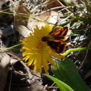 Ocybadistes walkeri at Stirling, ACT - 5 Mar 2021