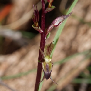 Acianthus exsertus at Paddys River, ACT - suppressed