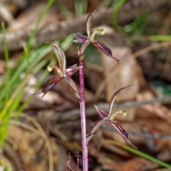 Acianthus exsertus at Paddys River, ACT - suppressed