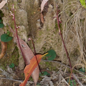 Acianthus exsertus at Paddys River, ACT - suppressed