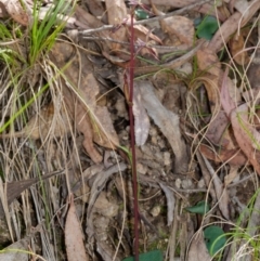 Acianthus exsertus at Paddys River, ACT - suppressed