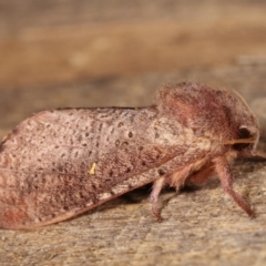 Elhamma australasiae (A Swift or Ghost moth (Hepialidae)) at Melba, ACT - 1 Mar 2021 by kasiaaus